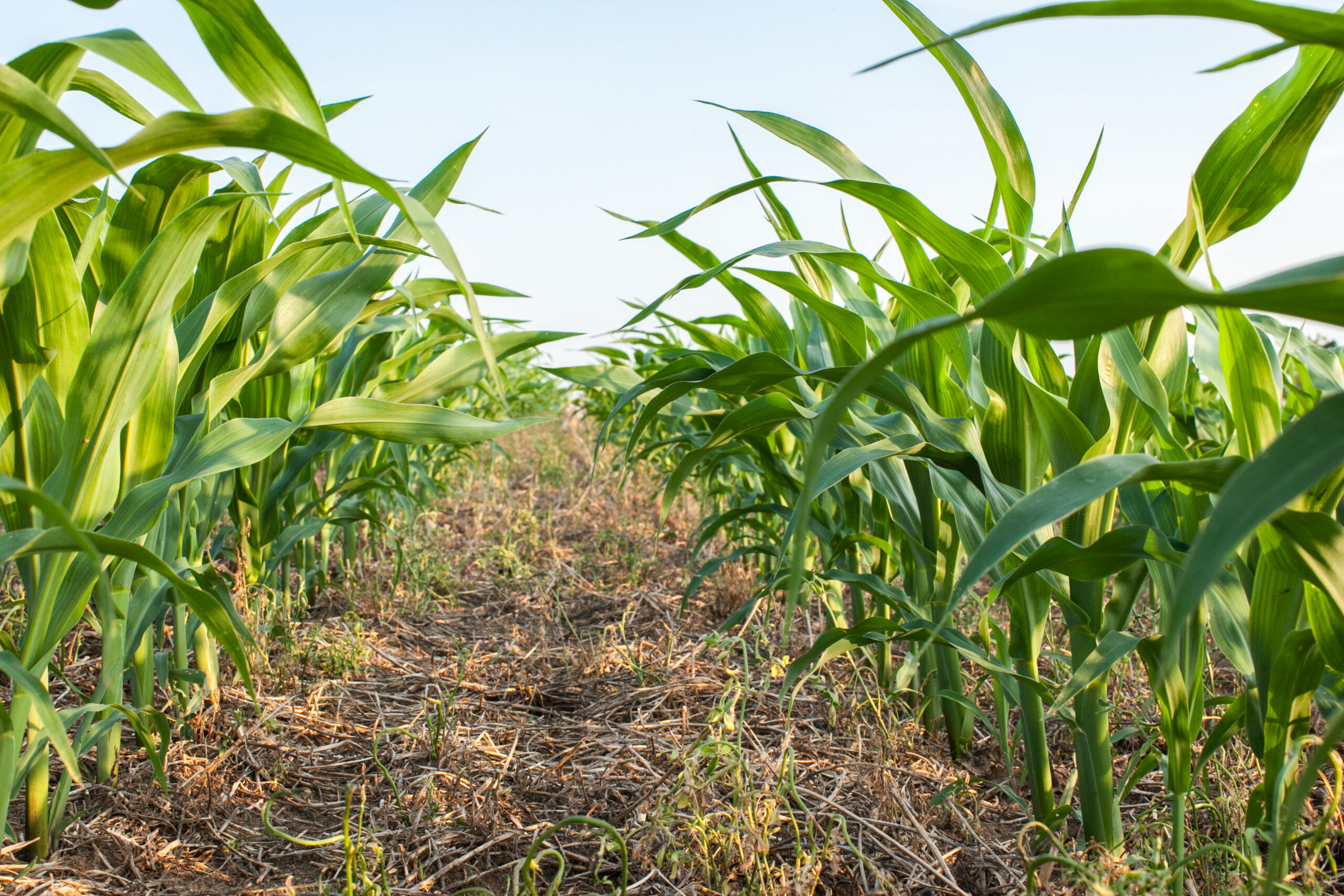 Growth Energy made recommendations to Treasury regarding its final 45Z rule.