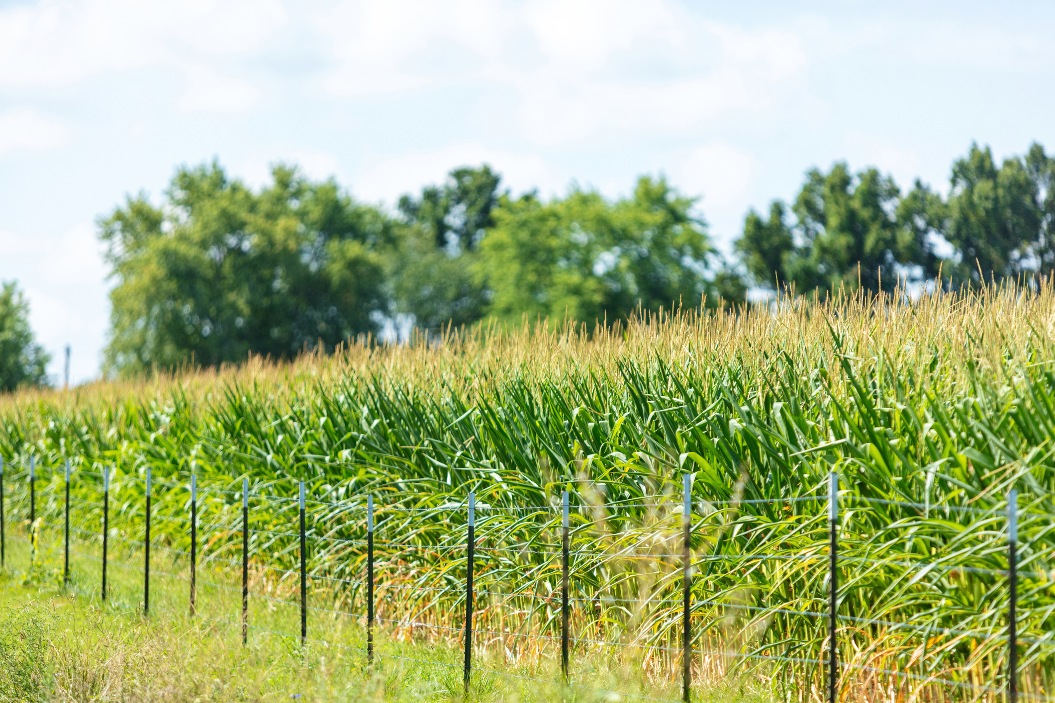 The USDA regenerative ag rule brings farmers one step closer to being recognized for their innovative practices through the 45Z tax credit.